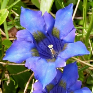 Photographie n°70899 du taxon Gentiana angustifolia Vill. [1787]