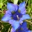  Alain Bigou - Gentiana angustifolia Vill. [1787]