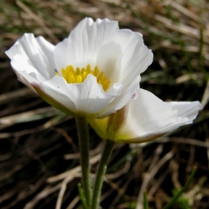 Photographie n°70905 du taxon Ranunculus pyrenaeus L. [1771]