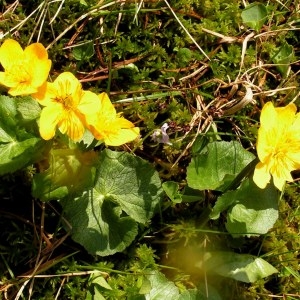 Photographie n°70906 du taxon Caltha palustris f. palustris 