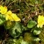  Alain Bigou - Caltha palustris f. palustris 