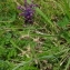  Michaël Martinez - Muscari comosum (L.) Mill.