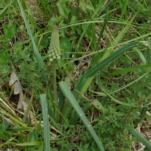 Photographie n°70913 du taxon Muscari comosum (L.) Mill.