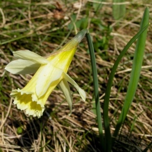 Photographie n°70917 du taxon Narcissus bicolor L. [1762]