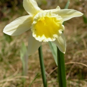 Photographie n°70918 du taxon Narcissus bicolor L. [1762]