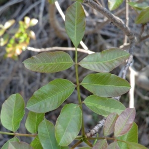 Photographie n°70922 du taxon Pistacia terebinthus L. [1753]