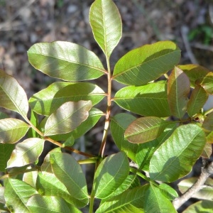 Photographie n°70923 du taxon Pistacia terebinthus L. [1753]