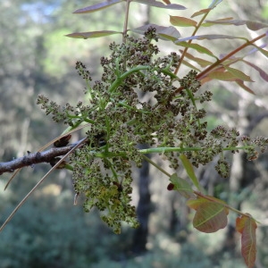 Photographie n°70928 du taxon Pistacia terebinthus L. [1753]