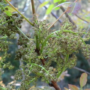 Photographie n°70929 du taxon Pistacia terebinthus L. [1753]