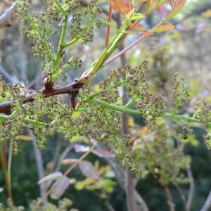 Photographie n°70930 du taxon Pistacia terebinthus L. [1753]