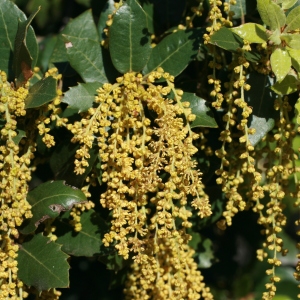 Photographie n°70948 du taxon Quercus ilex L. [1753]