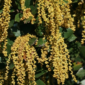 Photographie n°70968 du taxon Quercus ilex L. [1753]