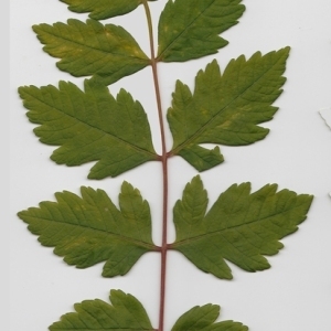 Photographie n°70970 du taxon Koelreuteria paniculata Laxm. [1772]