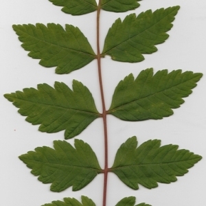Photographie n°70976 du taxon Koelreuteria paniculata Laxm. [1772]