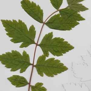 Photographie n°70981 du taxon Koelreuteria paniculata Laxm. [1772]