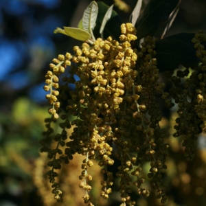 Photographie n°71002 du taxon Quercus ilex L. [1753]