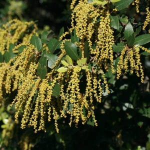 Photographie n°71003 du taxon Quercus ilex L. [1753]