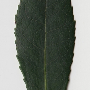 Photographie n°71004 du taxon Arbutus unedo L. [1753]