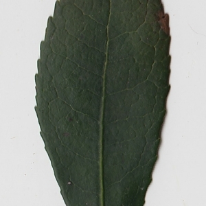 Photographie n°71008 du taxon Arbutus unedo L. [1753]