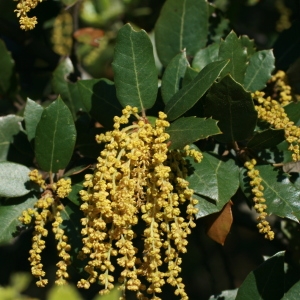 Photographie n°71009 du taxon Quercus ilex L. [1753]