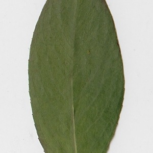 Photographie n°71018 du taxon Salix alba L. [1753]