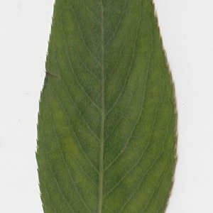 Photographie n°71019 du taxon Salix alba L. [1753]