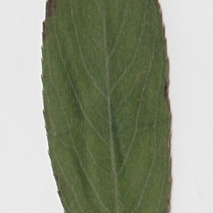 Photographie n°71020 du taxon Salix alba L. [1753]