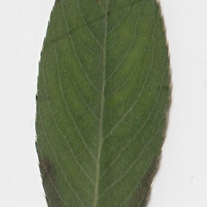 Photographie n°71021 du taxon Salix alba L. [1753]