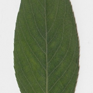 Photographie n°71024 du taxon Salix alba L. [1753]