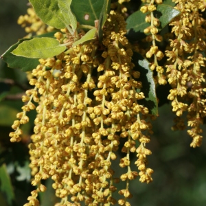 Photographie n°71042 du taxon Quercus ilex L. [1753]