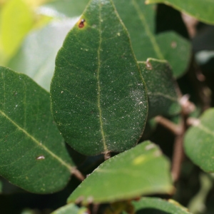 Photographie n°71047 du taxon Quercus ilex L. [1753]