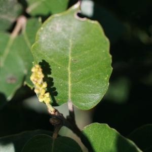 Photographie n°71048 du taxon Quercus ilex L. [1753]