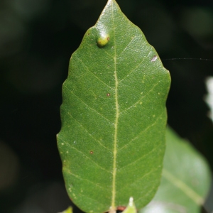 Photographie n°71049 du taxon Quercus ilex L. [1753]