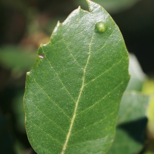 Photographie n°71050 du taxon Quercus ilex L. [1753]