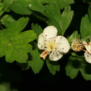 Photographie n°71056 du taxon Crataegus monogyna Jacq. [1775]