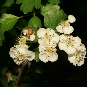 Photographie n°71057 du taxon Crataegus monogyna Jacq. [1775]