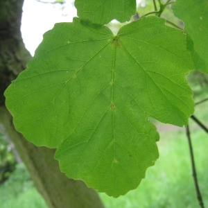 Photographie n°71068 du taxon Acer opalus Mill. [1768]