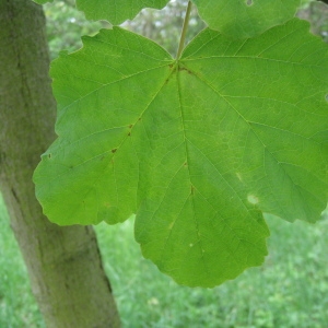 Photographie n°71071 du taxon Acer opalus Mill. [1768]