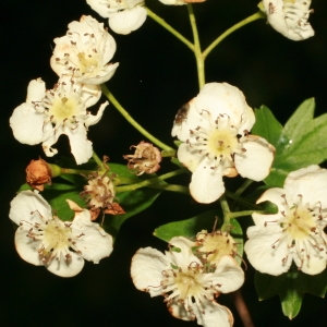 Photographie n°71072 du taxon Crataegus monogyna Jacq. [1775]