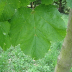 Photographie n°71075 du taxon Acer opalus Mill. [1768]