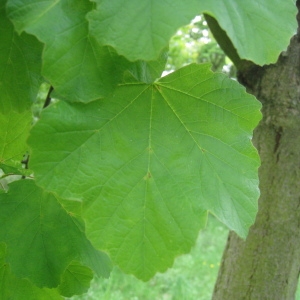 Photographie n°71076 du taxon Acer opalus Mill. [1768]