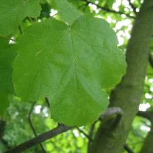 Photographie n°71082 du taxon Acer opalus Mill. [1768]