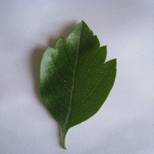 Photographie n°71097 du taxon Crataegus laevigata (Poir.) DC. [1825]