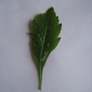 Photographie n°71108 du taxon Crataegus laevigata (Poir.) DC. [1825]