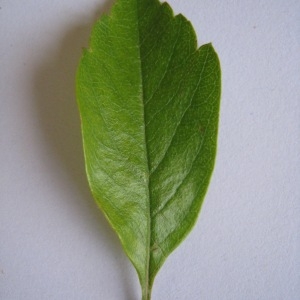 Photographie n°71110 du taxon Crataegus laevigata (Poir.) DC. [1825]