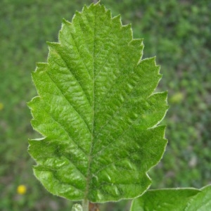 Photographie n°71145 du taxon Sorbus intermedia (Ehrh.) Pers. [1806]