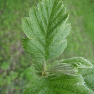 Photographie n°71147 du taxon Sorbus intermedia (Ehrh.) Pers. [1806]