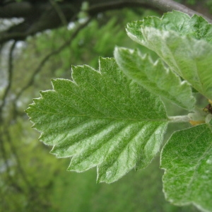 Photographie n°71150 du taxon Sorbus intermedia (Ehrh.) Pers. [1806]