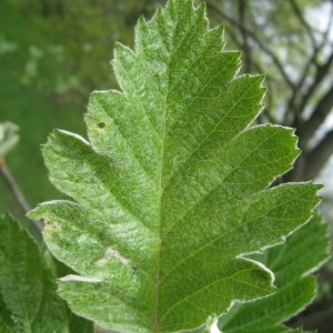 Photographie n°71151 du taxon Sorbus intermedia (Ehrh.) Pers. [1806]