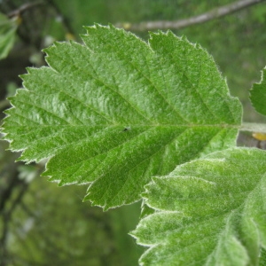 Photographie n°71154 du taxon Sorbus intermedia (Ehrh.) Pers. [1806]